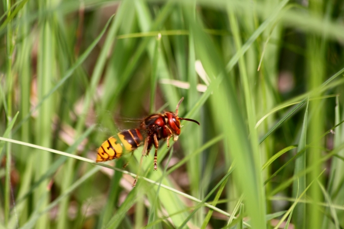 vespa crabro?
